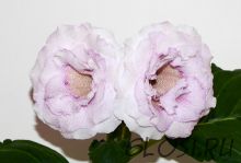 ЕН-Снежное Утро (сел.Е.Николаева) Новинка 2025!