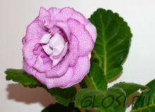 ЕН-Ворожейка (сел.Е.Николаева) Новинка 2025!