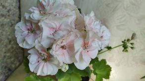 Пеларгония межвидовая Pac Viva Madeline