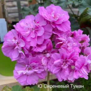 Пеларгония зонартик Ю-Сиреневый туман