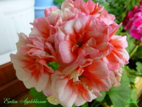 Пеларгония розебудная Exotica Appleblossom