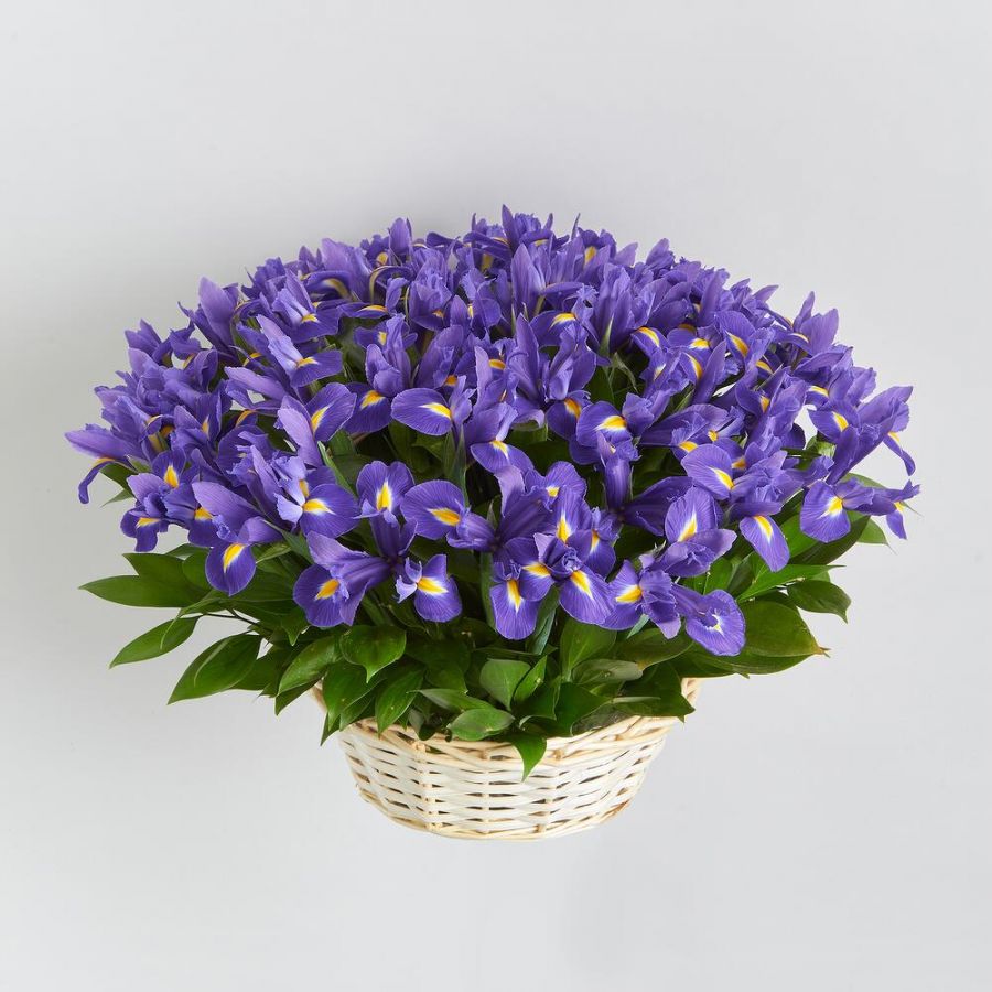 Корзина "Синий бриз"