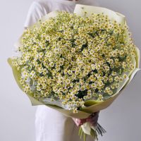 Букет из кустовых ромашек "Белый Лебедь"