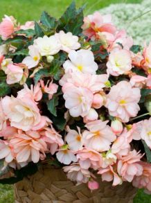 Бегония Мисс Монтреаль