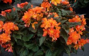 Бегония Bellavista Deep Orange