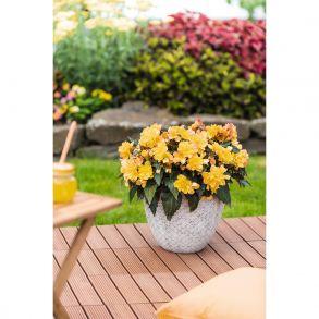 Бегония I´CONIA Portofino Citrix