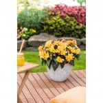 Бегония I´CONIA Portofino Citrix