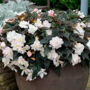 Бегония Нон Стоп Вайт