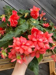 Бегония Малибу