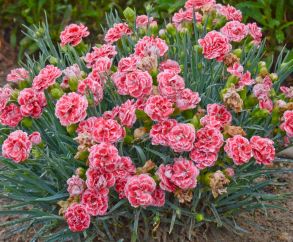 Гвоздика Viva Magenta