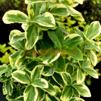 Бересклет Форчуна Канадале Голд