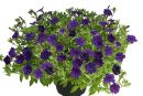 Петуния Mini Vista Violet