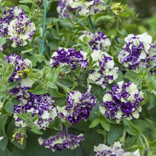 Петуния тумбелина Сара