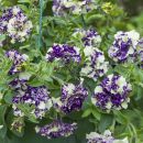 Петуния тумбелина Сара