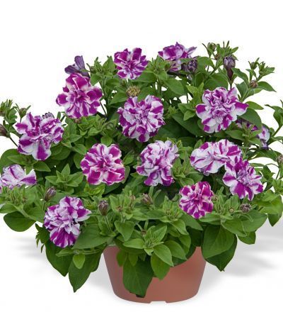 Петуния Amarena Twist