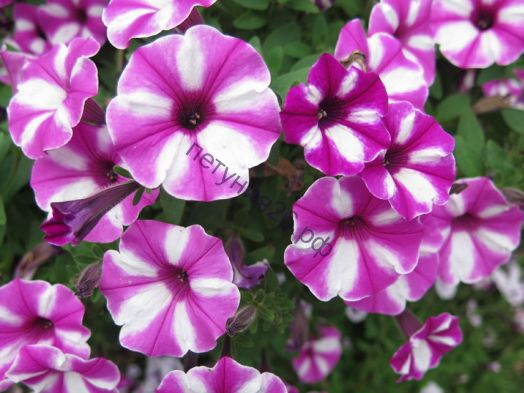 петуния виста распберри стар