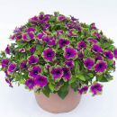 петуния пикассо