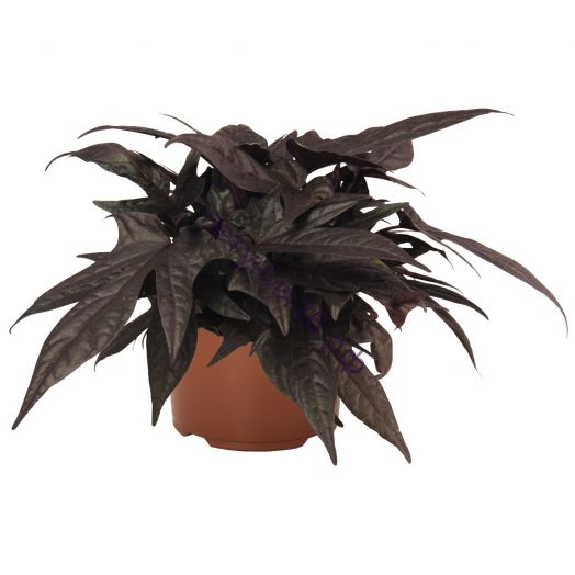 Ипомея FLORAMIA BLACK