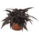 Ипомея FLORAMIA BLACK