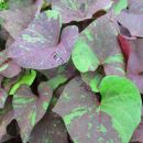 ипомея KELLY RAY