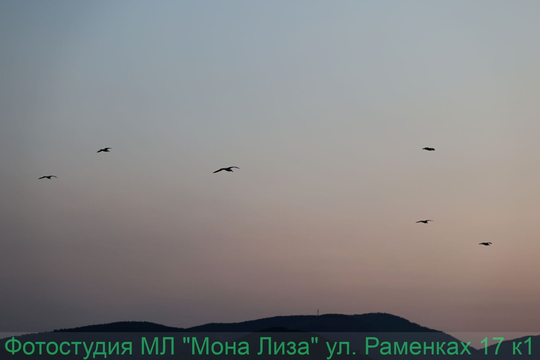 Животные и птицы