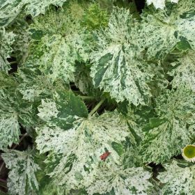 Гейхера Сноу Энджел Snow Angel в Р9