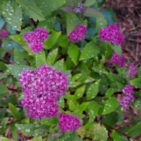 Спирея Double Play Artisan