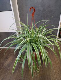 Хлорофитум хохлатый вариегатный (укорененный, из кассеты)