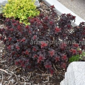 Пузыреплодник Fireside