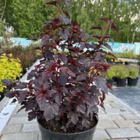 Пузыреплодник Рубелла (Rubella)