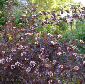 Пузыреплодник Тайни Вайн (Tiny Wine)