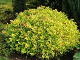 Спирея японская Голдмаунд (Spiraea japonica Goldmound)