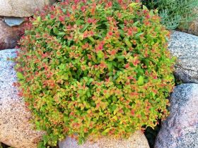 Спирея японская Мэджик Карпет (Magic Carpet)