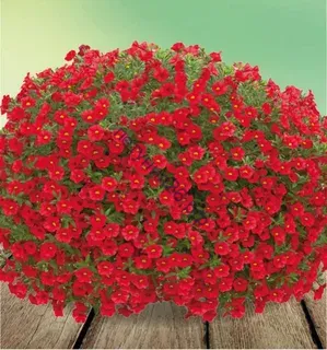 КАЛИБРАХОА ALOHA KONA DARK RED