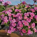 Калибрахоа MiniFamous Neo Double Loopy Pink