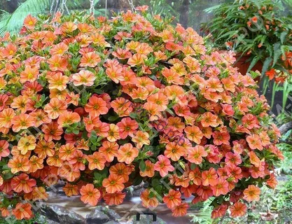 Калибрахоа Tropical Sunrise