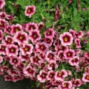 Калибрахоа Eyeconic Strawberу