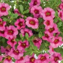 Калибрахоа Eyeconic Pink