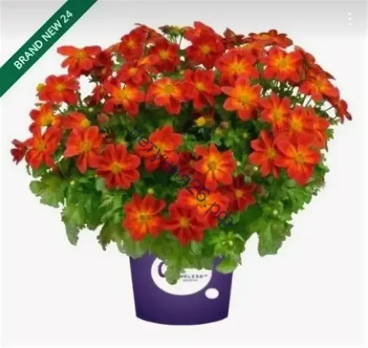 Биденс Blazing Ring of Fire