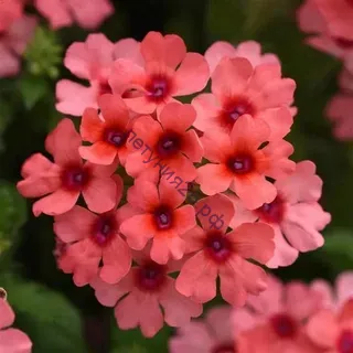 Вербена Ласкар манго оранж