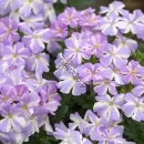 Вербена Lanai Lavender Star