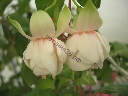 фуксия bobby shaftoe