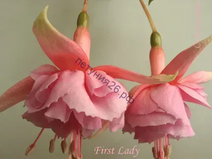 фуксия first lady