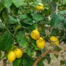 Лимон "Монакелло"