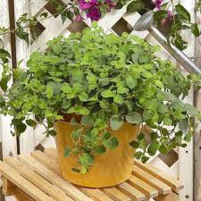 Душица Origanum Gold Nugget