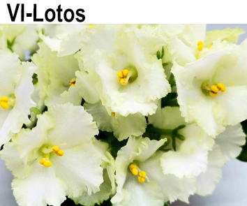 VI-Lotos. (Виблая И)