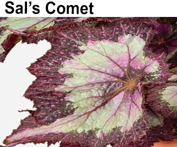 Бегония Sal's Comet