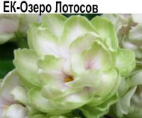 ЕК-Озеро Лотосов