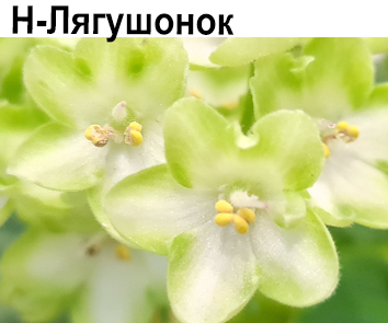 Н-Лягушонок (Бердникова)  НОВИНКА КАТАЛОГА