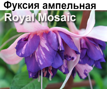 Фуксия Royal Mosaic